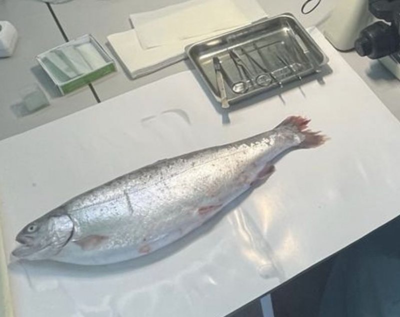 8 тонн червивой рыбы выявили в Мурманской области