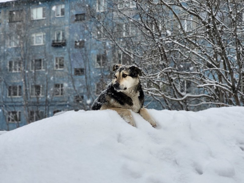 На неделе может выпасть до 20 см снега в Мурманской области