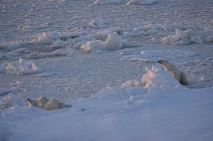 Грацию показали белые медведи в Арктике