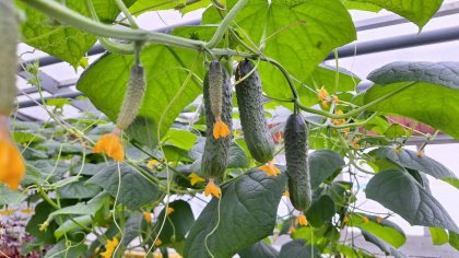 Школьники в Коашве выращивают огурцы, арбузы и дыни
