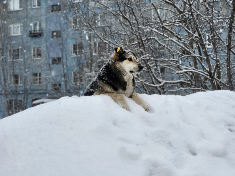 211 дней пролежал снег в Мурманске