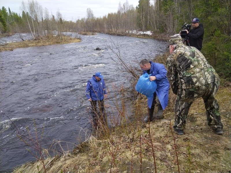 21 тысячу мальков семги выпустили в реку Умбу