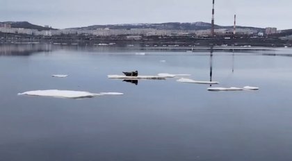 Огромный тюлень приплыл на льдине в Колу