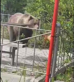 По кировскому кладбищу бродят медведи