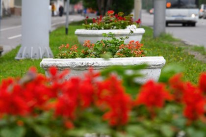 Более ста тысяч цветов высадят в Мурманске