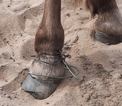 Спасли от смерти кузоменского жеребца мурманские ветеринары