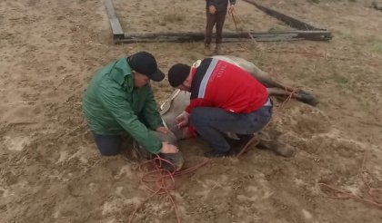 Спасли от смерти кузоменского жеребца мурманские ветеринары