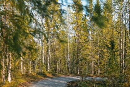 Незаконную свалку в 800 м3 нашли в Мурманском лесничестве