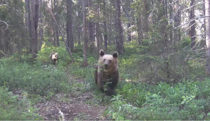 Медведица, защищая потомство, кинулась на фотоловушку в Кандалакше