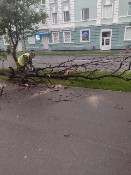 В центре Мурманска рухнуло на дорогу дерево