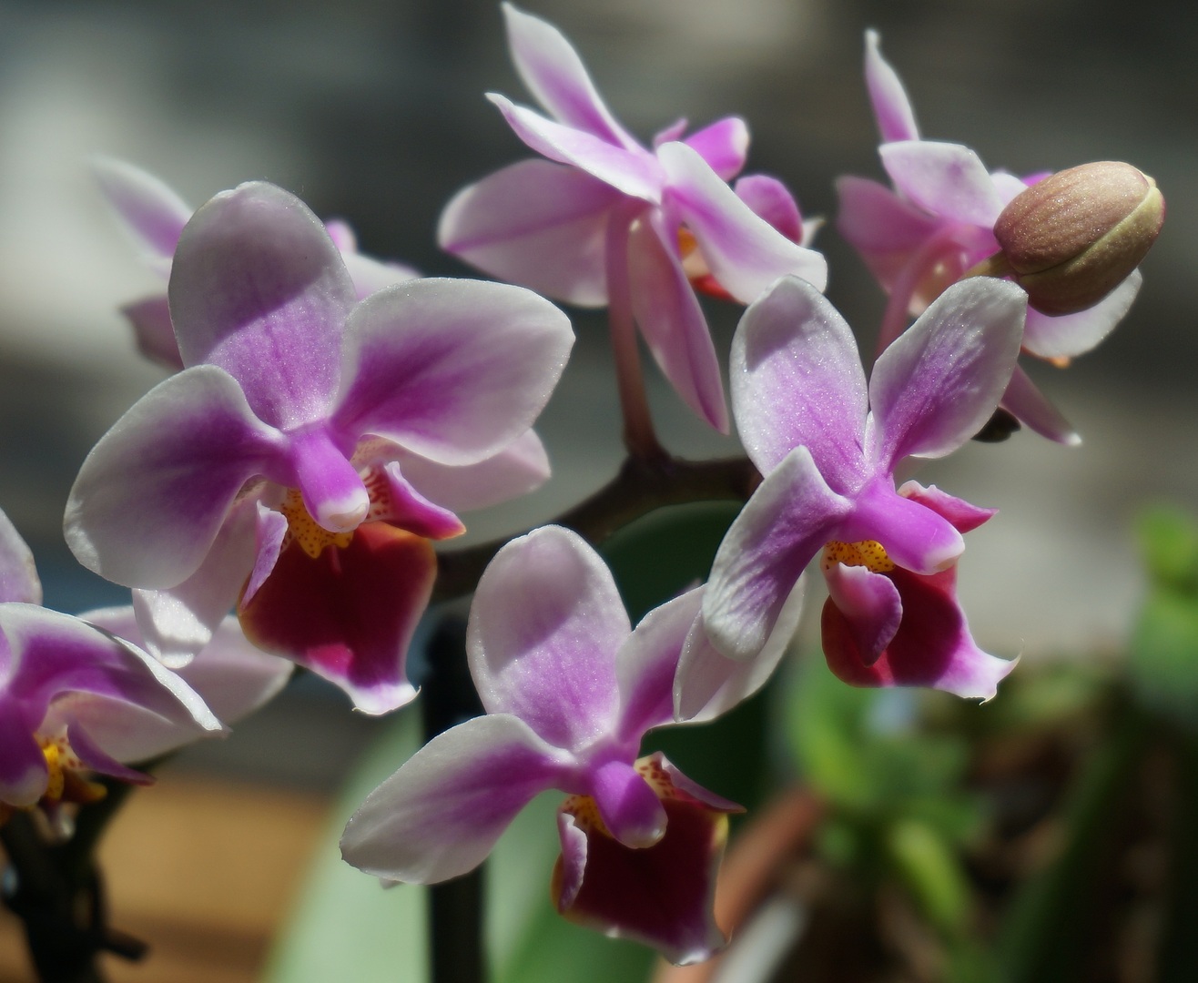 <p><img src="https://novosti-murmanskoy-oblasti.ru/uploads/posts/2024-11/1732997057_nature-blossom-plant-white-flower-petal-492080-pxhere.com.jpg" alt="" /></p><p><em>На что стоит обратить внимание владельцам орхидей</em></p>
<p>Орхидеи невероятной красоты комнатные растения. Любимцы многих женщин относятся к тому числу цветов, которые требуют к себе особого внимания и ухода. В домашних условиях для них очень важно обеспечение стабильных температурных условий. Слишком сильные перепады температур будут препятствовать хорошему и качественному цветению.</p>
<p>Вредители способны поражать не только овощные культуры, но и комнатные цветы. Среди самых распространенных вредителей паутинный клещ. Так правда или миф то, что чеснок способен защитить орхидеи от напасти насекомых. Многие слышали о пользе чеснока. Чеснок действительно является отличным биостимулятором для этих и многих других капризных комнатных растений.</p>
<p>Фитонциды чеснока могут отпугивать некоторых насекомых, но не стоит забывать, что это только вспомогательная мера, а не единственный способ решения проблемы. На самом деле чесночный раствор является самым простым и доступным способом для поддержания здоровья растения и увеличения его бутонизации.</p>
<p>Если хотите, чтобы ваша орхидея цвела как можно дольше, добавьте в раствор несколько капель янтарной кислоты. Она послужит дополнительным источником стимулятора роста. Помимо этого, поможет растению быстрее восстановиться и как можно дольше удержать цветы.</p>
<p>Ранее мы <a href="https://novosti-murmanskoy-oblasti.ru/44540-yuzhnaya-krasavica-kak-reanimirovat-otcvetshuyu-orhideyu-irazmnozhit-cherez-cvetonos-utonchennyy-iranimyy-falenopsis.html">рассказывали</a>, как реанимировать отцветшую орхидею.</p>
<p><em>Ксения Топоркова</em></p>
<p><em>Фото: PxHere</em></p>