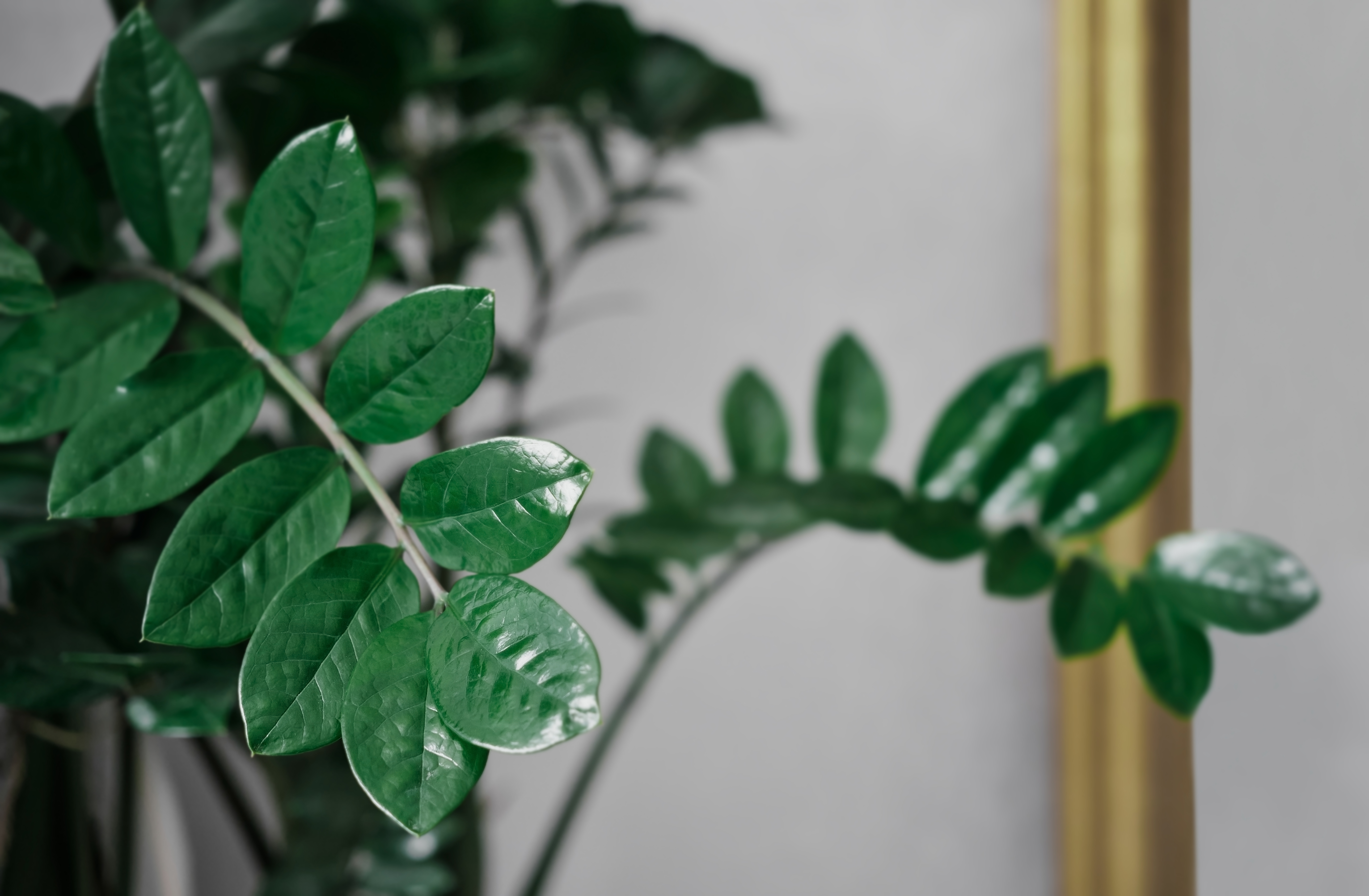 <p><img src="https://novosti-murmanskoy-oblasti.ru/uploads/posts/2025-02/1739859061_dollar-tree-zamioculcas-zamiifolia-home-plant-is-ornamental-plant-that-helps-filter-air-absorb-toxins-concept-postcard-design-web-banner-selective-soft-focus.jpg" alt="" /></p>

<p><em>Этот цветок очень популярен среди озеленителей</em></p>

<p>Ошибка первая &mdash; перелив цветка. Замиокулькас не любит переувлажненности. Его клубни устроены так, чтобы накапливать влагу, и лишняя вода провоцирует загнивание корней.</p>

<p>Ошибка вторая &mdash; неподходящий горшок. Многие выбирают слишком просторный горшок, но замиокулькас чувствует себя комфортно только тогда, когда его корни слегка ограничены.</p>
<p><br />Ошибка третья &mdash; недостаток света. Замиокулькас любит яркий, но рассеянный свет. В тени он замедляет рост, а листья могут желтеть.</p>
<p><br />Ошибка четвертая &mdash; отсутствие пересадки. Если не пересаживать растение вовремя, корни могут буквально &laquo;выползти&raquo; наружу. Поэтому молодые растения надо пересаживать раз в год, взрослые &mdash; раз в 2-3 года.</p>
<p><br />Ошибка пятая &mdash; отсутствие профилактики вредителей. Регулярно осматривайте растение, протирайте листья, чтобы удалить пыль и предотвратить появление паутинного клеща.</p>

<p>Ранее мы<a href="https://novosti-murmanskoy-oblasti.ru/48497-nepredvidennyy-listopad-fikus-bendzhamina-opadaet-5-pravil-dlya-vyraschivaniya-zdorovogo-rasteniya.html"> рассказывали,</a> почему у фикусов опадают листья.</p>

<p><em>Айгуль Булатова</em></p>
<p><em>Фото: Freepik</em></p>

