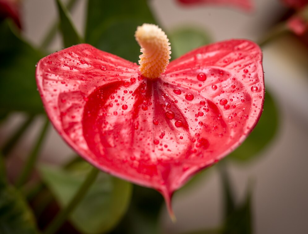 <p><img src="https://novosti-murmanskoy-oblasti.ru/uploads/posts/2025-02/1739860893_exotic-red-flower-closeup-with-water-drops_169016-3910.jpg" alt="" /></p>

<p><em>Для этого цветку надо выбрать подходящее место в доме</em></p>
<p><br />Если вы любитель антуримуов, то вам будет полезна следующая информация. С ней поделились на канале &laquo;Purshat &mdash; экологичные товары для жизни&raquo;.</p>
<p><br />Начнем с того, что антуриум &mdash; это растение с красивыми яркими цветами, который является настоящим магнитом для удачи и благополучия.</p>

<p>Антуриум способен гармонизировать пространство, а в некоторых случаях даже улучшить финансовое положение. Для этого важно найти ему подходящее место в доме.</p>
<p><br />Сделайте антуриум частью вашего интерьера, расположив его в юго-восточном углу квартиры. Когда антуриум стоит на своём &laquo;энергетическом месте&raquo;, он становится не только декоративным, но и притягивает к дому положительные энергии.</p>
<p><br />Для усиления притока энергии от антуриума используйте в качестве подкормки древесный уголь. Он не только очищает воду, но и улучшает свойства почвы, помогая антуриуму расти здоровым и сильным.</p>

<p>Ранее мы <a href="https://novosti-murmanskoy-oblasti.ru/45475-sueveriya-svyazannye-skomnatnymi-rasteniyami-pochemu-zamiokulkas-nestoit-darit-odinokim-zhenschinam-yazyk-cvetov.html">рассказывали,</a> какие связанные с цветами суеверия существуют.</p>

<p><em>Айгуль Булатова</em></p>
<p><em>Фото: Freepik</em></p>

