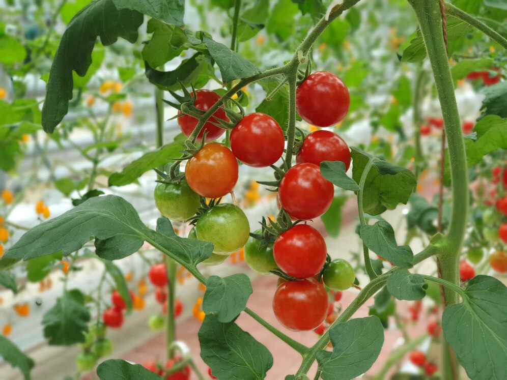 <p><img src="https://novosti-murmanskoy-oblasti.ru/uploads/posts/2025-02/1739983099_colorful-tomatoes-vegetables-fruits-are-growing-indoor-farm-vertical-farm_181624-42935.jpg" alt="" /></p>

<p><em>Замачивание семян томатов</em></p>
<p><br />Чтобы увеличить шансы на успешное прорастание, семена томатов требуют специальной подготовки. Речь идет об их замачивании, пишут в блоге &laquo;Вдали от города&raquo;. Эта мера поможет сохранить рассаду томатов здоровой и плодовитой, что, в свою очередь, приведет к хорошему урожаю.</p>

<p>Просто замочите семена томатов в одном из этих растворов, и здоровая рассада гарантирована.</p>
<p><br />Раствор марганцовки &mdash; это мощное средство, обладающее антибактериальными и фунгицидными свойствами. Для приготовления раствора необходимо растворить 0,3 грамма марганцовки (несколько кристаллов) в литре воды.</p>

<p>В этом растворе семена томатов следует замачивать примерно на 20-30 минут, после чего их промывают под проточной водой.</p>
<p><br />Чесночный раствор &mdash; это простой и эффективный способ подготовки семян томатов к посадке. Для его приготовления необходимо взять 20 г измельченных зубчиков чеснока и залить их литром теплой воды.</p>

<p>Дайте раствору настояться в течение нескольких часов. Затем замочите семена томатов в полученном растворе примерно на 30 минут. После этого тщательно промойте и просушите семена.</p>

<p>Еще полезные советы по выращиванию рассады томатов &mdash; <a href="https://novosti-murmanskoy-oblasti.ru/49384-tri-sostavlyayuschih-zdorovoy-rassady-kak-uhazhivat-zatomatami-poetapnyy-plan.html">здесь</a>. </p>

<p><em>Айгуль Булатова</em></p>
<p><em>Фото: Freepik</em></p>

