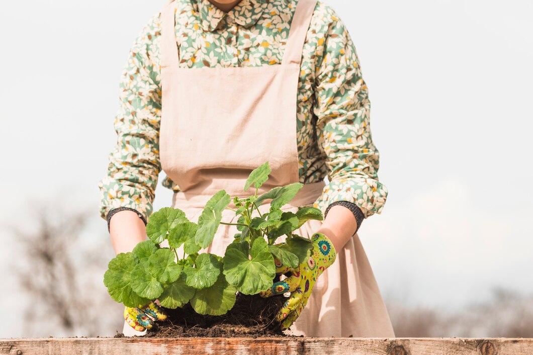 <p><img src="https://novosti-murmanskoy-oblasti.ru/uploads/posts/2025-02/1740119037_portrait-woman-gardening_23-2148128694.jpg" alt="" /></p>

<p><em>Неописуемая красота и прекрасные сортовые качества</em></p>
<p><br />Что может дать черенкование у пеларгонии? Каким способом лучшего черенковать? На канале &laquo;Палисадничек&raquo; рассказали о способе на примере сорта Bold Gold.</p>
<p><br />Автор блога решила &laquo;обновить&raquo; свой взрослый цветок и обрезала его. Черенки посадила в грунт и поставила под лампы. Уже через 3 недели начала вносить подкормку.</p>
<p><br />В марте автор отправила укоренённые растения на балкон, где юнцы стали набирать бутоны. И уже в конце июня молодняк стал цвести.</p>
<p><br />По мнению озеленителя, только молодые растения могут давать такие красивые и пышные цветы, поэтому, если хотите эффектных цветов, то обрезайте материнское растение и укореняйте черенки.</p>

<p>Ранее мы <a href="https://novosti-murmanskoy-oblasti.ru/49298-ukorenyayu-fialku-vgrunte-detki-poyavyatsya-uzhe-cherez-3-nedeli-glavnoe-obespechit-svetom-iteplom.html">рассказывали</a>, как укоренять фиалку в грунте.</p>

<p><em>Айгуль Булатова</em></p>
<p><em>Фото: Freepik</em></p>

