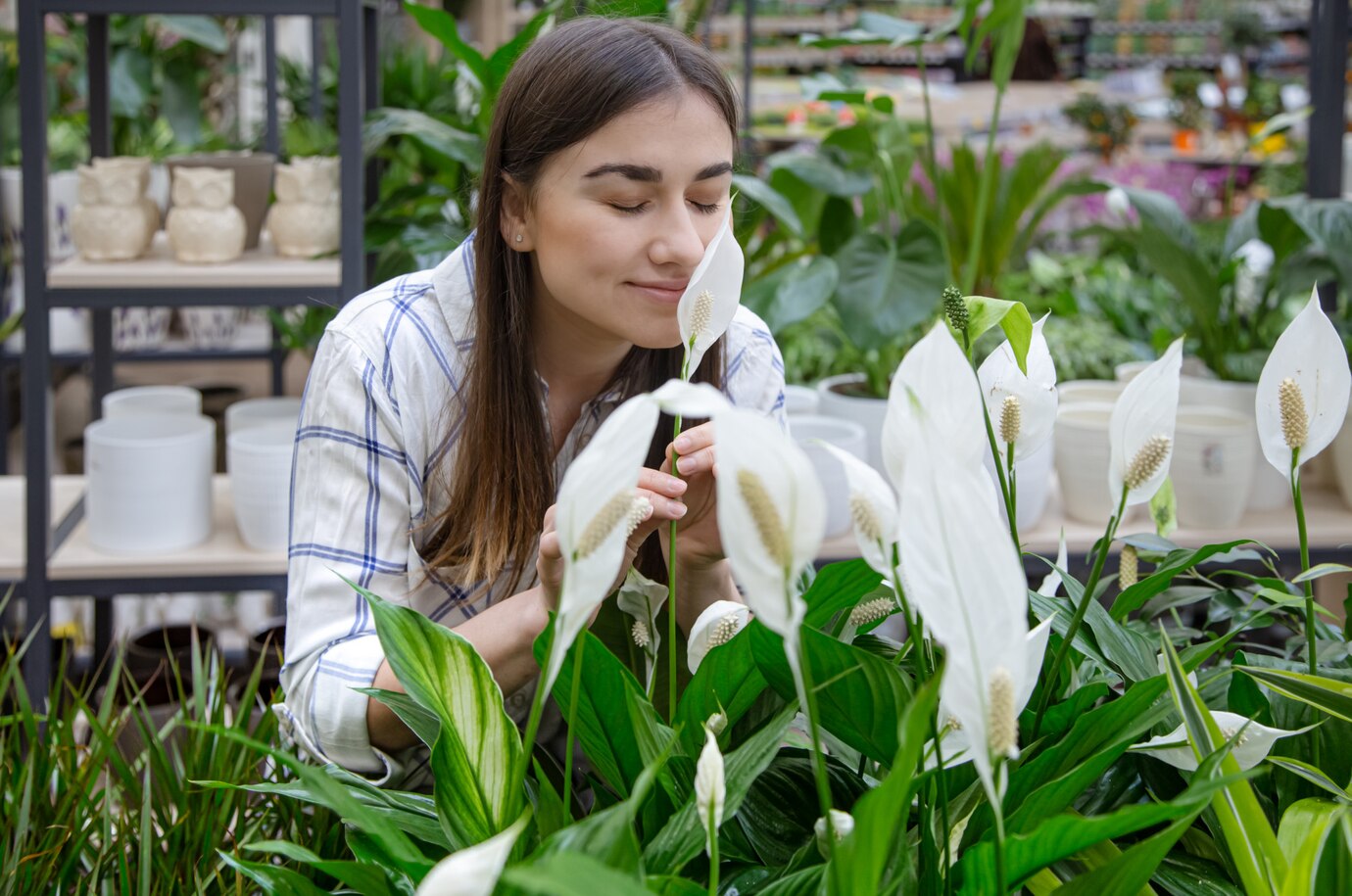 <p><img src="https://novosti-murmanskoy-oblasti.ru/uploads/posts/2025-02/1740551135_beautiful-young-woman-flower-shop-choosing-flowers_169016-3818.jpg" alt="" /></p>

<p><em>Спатифиллум быстро обрастет новыми листьями</em></p>

<p>Если ваш спатифиллум не выдает новых листьев и не цветет, это может говорить о неправильном уходе, уверена автор канала &laquo;Цветущий фикус&raquo;. Она привела 5 правил, благодаря которым ваше комнатное растение вновь обретет силу и красоту.</p>

<p>Правило первое &mdash; правильная адаптация. Сразу после приобретения растения отправляем его на карантин. Ставим &laquo;женское счастье&raquo; на 2 недели вдали от других цветов. Иначе новобранец может заразить всех остальных. Не надо спешить сразу пересаживать цветок, пусть растение проведет эти 2 недели на карантине в своем прежнем горшке. Это снизит уровень стресса.</p>

<p>Правило второе &mdash; подходящее место. &laquo;Женскому счастью&raquo; нравятся яркие, но рассеянные солнечные лучи. Лучше всего размещать его на восточных или западных подоконниках. Чтобы цветок не останавливался в росте зимой &mdash; нужна досветка. Температура тоже имеет значение. Идеально, если у вас в квартире будет от 18 до 24 градусов.</p>
<p><br />Правило третье &mdash; полив. Эти цветы любят влагу. И нельзя точно сказать сколько раз в неделю его нужно поливать &mdash; через 2 дня или достаточного 1 раза в 7 дней. Режим полива зависит: от размера горшка, состава грунта, времени года, температуры в помещении, и даже стадии роста цветка.</p>

<p>Правило четвертое &mdash; питание. Весной и летом спатифиллум нужно подкармливать 1 раз в 2 недели, а осенью и зимой &mdash; 1 раз в месяц. Важные нюансы при подкормке &mdash; перед внесением удобрений полейте цветок, подкармливайте только в теплые дни.</p>
<p><br />Правило пятое &mdash; пересадка в правильный горшок и грунт. &laquo;Женское счастье&raquo; пересаживают раз в год, а большие растения &mdash; раз в 2 года. На самом деле смотрите по корневой системе &mdash; если корни пошли вверх, или вылезают на дне горшка в поддон &mdash; значит уже точно пора пересадить.</p>

<p>Ранее мы <a href="https://novosti-murmanskoy-oblasti.ru/46243-moy-spatifillum-cvetet-pochti-kruglyy-god-posle-mnogochislennyh-popytok-pomogli-dva-sredstva.html">рассказывали,</a> какие удобрения важны для цветения спатифиллума. </p>

<p><em>Айгуль Булатова</em></p>
<p><em>Фото: Freepik</em></p>


