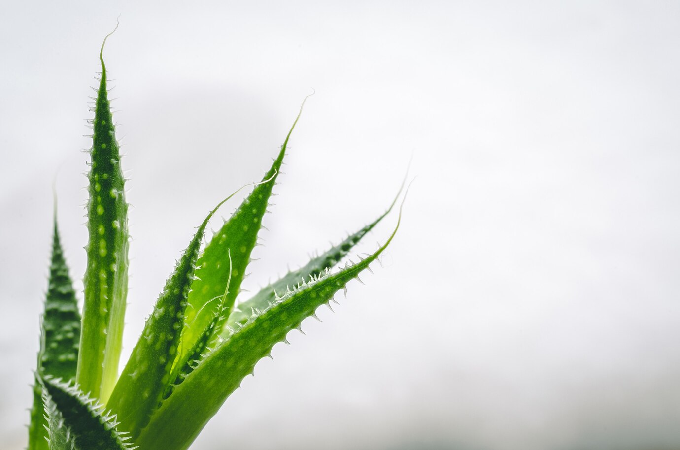 <p><img src="https://novosti-murmanskoy-oblasti.ru/uploads/posts/2025-03/1740934765_closeup-shot-green-leaves-aloe-plant-with-white-background_181624-17416.jpg" alt="" /></p>

<p><em>Алоэ не требует обильного полива в любое время года</em></p>

<p>1.Сократите полив зимой. В этот период алоэ замедляет свой рост или даже полностью погружается в спячку. Кроме того, растению даже летом не требуется обильный оплив, ав се из-за мясистых листьев, которые хранят много влаги.</p>

<p>2. Подкармливайте не часто. Зимой у многих растений замедляется рост, поэтому они не нуждаются в удобрениях.</p>
<p><br />3. Необходима влажность воздуха. Самый простой способ &mdash; поставить растения на поддоны, наполненные галькой и водой. Еще один вариант &mdash; приобрести увлажнитель воздуха для дома.</p>

<p>4. Поддерживайте правильную температуру. Зимой растение алоэ вера требует меньше внимания, чем летом. Однако важно содержать его при температуре, которая не опускается ниже 10&deg; по Цельсию.</p>

<p>5. Следите за вредителями. Алоэ могут навредить тля и паутинный клещ. Наблюдайте за растениями, осматривайте листья и протирайте их. В случае заражения обязательно предпринимайте меры по уничтожению паразитов.</p>

<p>Ранее мы <a href="https://novosti-murmanskoy-oblasti.ru/48940-zhivitelnyy-sok-3-letnego-aloe-rassada-obrastaet-moschnymi-kornyami-uzhe-cherez-14-dney.html">рассказывали</a>, как из сока алоэ приготовить стимулятор для рассады.</p>

<p><em>Айгуль Булатова</em></p>
<p><em>Фото: Freepik</em></p>

