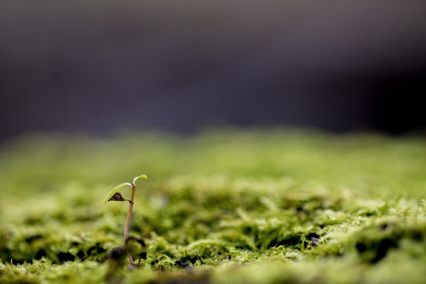 <p><img src="https://novosti-murmanskoy-oblasti.ru/uploads/posts/2025-03/1741339181_closeup-shot-plant-growing-mossy-ground-with-blurred-background-concept-growing-up_181624-4303.jpg" alt="" /></p>

<p><em>Этих правил стоит придерживаться, как только взойдут первые всходы</em></p>
<p><br />На канале &laquo;С грядки &mdash; к столу&raquo; обсудили проблемы выращивания рассады перца.</p>
<p><br />После появления первых петелек необходимо убрать укрывной материал с емкости. Это нужно для того, чтобы не блокировать свет и исключить вреда из-за повышенной влажности.</p>
<p><br />Для формирования крепких стеблей важно обеспечить необходимую температуру &mdash; оптимальный диапазон +16-18&deg;С. С момента появления первых всходов важно обеспечить достаточное освещение &mdash; с помощью фитоламп. Обеспечьте круглосуточное освещение в первые 5-7 дней. После недели непрерывного освещения можно перейти на стандартный режим досвечивания с ночным отключением.</p>
<p><br />После выпрямления петелек рекомендуется поливать растворами, которые стимулируют корнеообразование.</p>

<p>Соблюдение этих простых, но важных правил поможет вырастить здоровую рассаду перца с крепкими стеблями и развитой корневой системой. Помните, что именно на начальном этапе закладывается основа будущего урожая.</p>

<p>Ранее мы <a href="https://novosti-murmanskoy-oblasti.ru/50046-glavnoe-teplo-ivremya-pochemu-semena-perca-dolgo-prorastayut-agronomy-dayut-otvet.html">рассказывали</a>, почему семена перца так долго прорастают.</p>

<p><em>Айгуль Булатова</em></p>
<p><em>Фото: Freepik</em></p>

