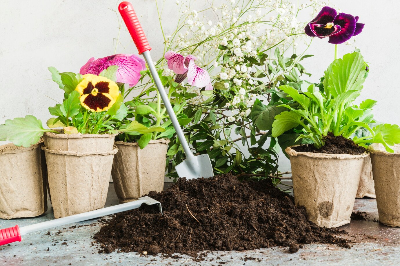 <p><img src="https://novosti-murmanskoy-oblasti.ru/uploads/posts/2025-03/1741588855_gardening-tools-soil-with-peat-potted-plants_23-2148181178.jpg" alt="" /></p>

<p><em>Петуниям важна досветка</em></p>
<p><br />Многие садоводы неравнодушны к петуниям, и они не перестают придумывать все новые способы выращивания этого популярного садового цветка.<br />Так, на канале &laquo;Дача ягодки цветочки&raquo; описали меры, которые позволят вырастить прекрасные цветы.</p>

<p>Автор блога обычно начинает посев семян уже в феврале. Первыми высаживаются такие сорта, как Вивьен F1 и крупноцветковая смесь сортов. В середине марта наступает черед кустовых петуний.</p>
<p><br />Как только появляются первые всходы, на 4-5 день необходимо убрать укрывной материал. Но стоит помнить, что снимать укрытие, нужно только тогда, когда проросли все семена.</p>
<p><br />После этого начинается самая важная часть ухода за всходами петунии &mdash; полив. Первые недели они растут медленно. Вокруг всходов кладут вермикулит. Поливать нужно осторожно, не задевая росточки, и воду лить по краю контейнера.</p>
<p><br />Также важна досветка, если есть возможность использовать фитолампы, обязательно это делайте. Что касается подкормки, не нужно подкармливать петунию до тех пор, пока у рассады не появятся 2 &mdash; 3 настоящих листика.</p>

<p>Пикировать нужно, когда появятся 4 &mdash; 6 настоящих листочка. Примерно через 1,5 &mdash; 2 месяца у петунии начнет активно расти главный корень, растение пойдет в рост, тут-то и надо его прищипнуть.</p>

<p>Ранее мы <a href="https://novosti-murmanskoy-oblasti.ru/50058-petunii-budut-rasti-kak-nadrozhzhah-pikirovka-rassady-nazametku-sadovodam.html">рассказывали,</a> для чего нужна пикировка петуний и как ее проводить. </p>

<p><em>Айгуль Булатова</em></p>
<p><em>Фото: Freepik</em></p>

