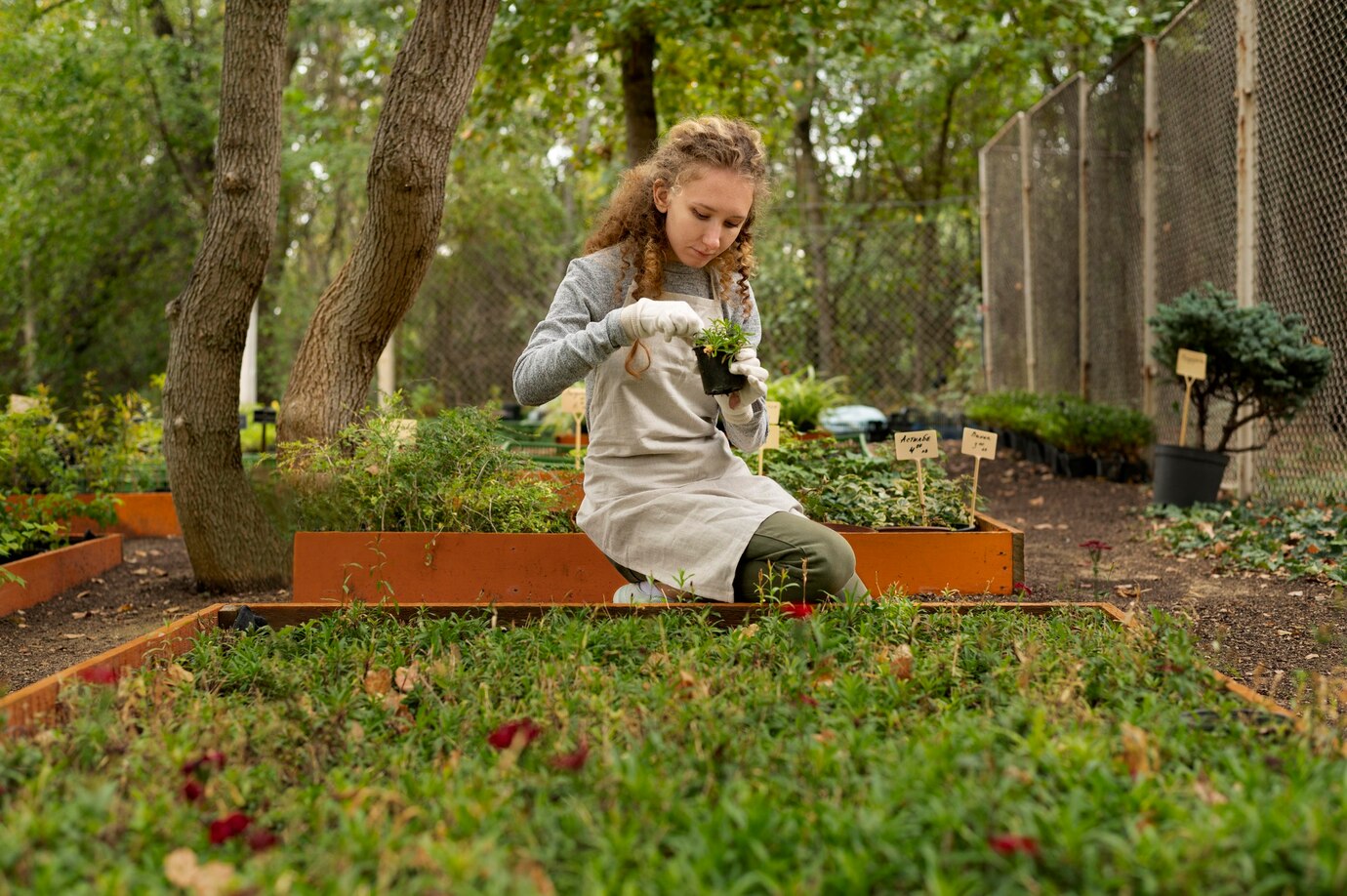 <p><img src="https://novosti-murmanskoy-oblasti.ru/uploads/posts/2025-03/1741764712_full-shot-woman-holding-plant-pot_23-2149128121.jpg" alt="" /></p>

<p><em>В лунку при посадке помидоров добавьте эту траву</em></p>

<p>Садоводы открывают сезон и проявляют все большую активность. Так, на канале &laquo;Есть время под солнцем&raquo; представили очередной рецепт натуральной подкормки. Автор блога рекомендует удобрение из крапивы для поддержания роста рассады томатов.</p>
<p><br />Оказывается, крапива &mdash; источник растительного азота. Вместе с компостом, золой она оказывает благоприятное воздействие на растения.</p>
<p><br />Этот способ автор перенял у своей бабушки, которая рубила крапиву сечкой, а потом закапывала ее в грядки. И обязательно добавляла в лунки при посадке помидоров. Кроме крапивы могут подойти и другие травы &mdash; одуванчики, мокрица, сныть.</p>

<p>Со временем, при перекопке вся почва становится более рыхлой и питательной. При добавлении крапивы в лунки, одного ведра хватит на 10-15 лунок. После этого нужно ямки немного присыпать землей, а уже после высаживать рассаду.</p>

<p>Ранее мы <a href="https://novosti-murmanskoy-oblasti.ru/50126-vyraschivaem-krepkuyu-rassadu-samaya-prostaya-ieffektivnaya-podkormka-sovety-otopytnyh-sadovodov.html">рассказывали</a>, какую подкормку садоводы готовят из банановой кожуры.</p>

<p><em>Айгуль Булатова</em></p>
<p><em>Фото: Freepik</em></p>


