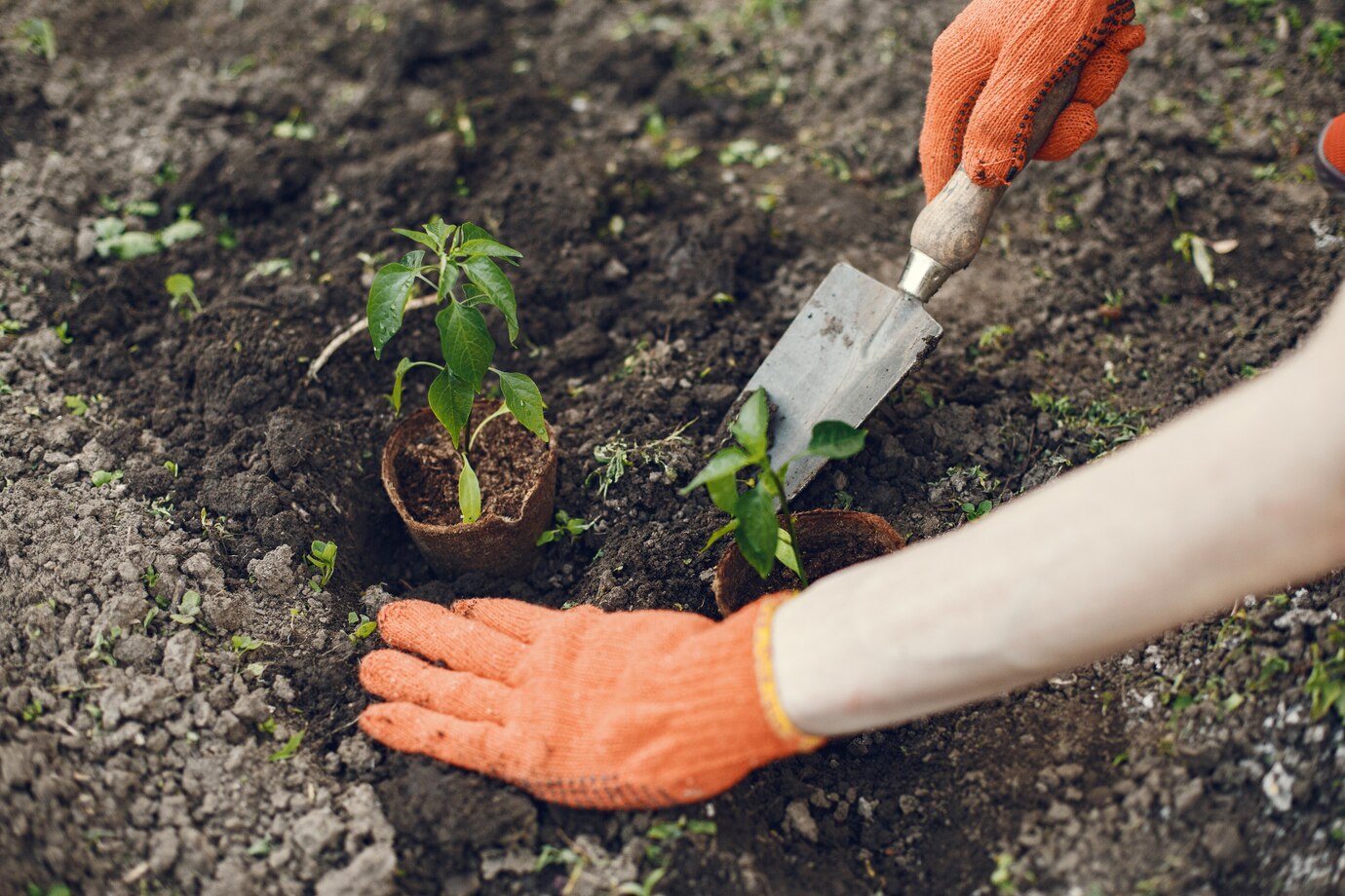 <p><img src="https://novosti-murmanskoy-oblasti.ru/uploads/posts/2025-03/1741777572_womans-hands-gloves-planting-young-plant_1157-37108.jpg" alt="" /></p>

<p><em>Семь причин плохого роста</em></p>

<p>Выращивание рассады &mdash; целая наука. Для того, чтобы она выросла крепкой надо обеспечить усиленный уход. Однако, часто случается обратное и поэтому важно следовать следующим правилам, чтобы восстановить развитие растений.</p>
<p><br />1.Недостаточное освещение. Свет необходим для фотосинтеза. Поэтому обеспечьте рассаду достаточным светом. Держите контейнеры на южном окне и используйте фитолампы.<br />2.Неподходящая температура. Оптимальная температура для рассады +18&hellip;+25 &deg;С днем, ночью немного ниже. Поддерживайте стабильную температуру, избегайте перепадов.<br />3.Неправильный полив. Избыток приводит к гниению корней, недостаток &mdash; к засыханию. Используйте отстоявшуюся воду комнатной температуры.<br />4.Плохое качество почвы и отсутствие подкормки. Если почва слишком тяжелая или легкая, в ней нет питательных веществ, рассада будет слабой.<br />5.Недостаток места. В тесноте корни не могут развиваться, растения испытывают стресс. Это замедляет рост и ослабляет их.<br />6.Вредители или болезни. Регулярно осматривайте рассаду, при обнаружении принимайте меры. Используйте безопасные средства защиты.<br />7.Стресс от пересадки. Пересаживайте растения аккуратно, чтобы не повредить корни. Не поливайте рассаду слишком часто, дайте ей время привыкнуть.</p>

<p>Ранее мы <a href="https://novosti-murmanskoy-oblasti.ru/50135-snyatie-ukryvnogo-materiala-ipervaya-podkormka-rassada-petunii-sroki-iprocess-rosta.html">рассказывали,</a> когда лучше сеять семена петунии.</p>

<p><em>Айгуль Булатова</em></p>
<p><em>Фото: Freepik</em></p>

