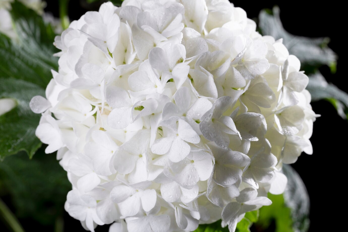 <p><img src="https://novosti-murmanskoy-oblasti.ru/uploads/posts/2025-03/1741785411_beautiful-hydrangea-flower-close-up_23-2149447978.jpg" alt="" /></p>

<p><em>Не убирайте укрывной материал далеко, еще может пригодиться</em></p>
<p><br />В южных регионах страны уже весна вступила в свои права. И многие садоводы кинулись снимать укрытия со своих садовых цветов. Но делать это пока рано, считают специалисты. Стоит бояться возвратных заморозков. И это прежде всего касается гортензий.</p>
<p><br />На зиму садоводы часто защищают растения укрывным материалом. Он оберегает растение от ветра, мороза и резких перепадов температуры. Перед тем, как снять агроткань обратите внимание на температуру. Ночная температура не должна опускаться ниже -2&deg;C.</p>
<p><br />Конец марта &mdash; начало апреля &mdash; оптимальное время для снятия укрытия с гортензий, но стоит следить за прогнозом погоды.</p>
<p><br />Процесс снятия укрытия должен быть постепенным. Открывайте гортензию в теплые дни, а если прогнозируются заморозки, укрывайте на ночь.</p>

<p>Ранее мы <a href="https://novosti-murmanskoy-oblasti.ru/43898-mini-versal-shedevry-landshaftnogo-dizayna-navashem-uchastke-kompozicii-izgortenziy.html">рассказывали</a>, какие еще кроме гортензий цветы прекрасно подойдут для ландшафтного дизайна. </p>

<p><em>Айгуль Булатова</em></p>
<p><em>Фото: Freepik</em></p>