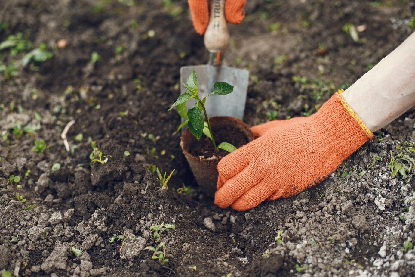 <p><img src="https://novosti-murmanskoy-oblasti.ru/uploads/posts/2025-03/1741881413_womans-hands-gloves-planting-young-plant_1157-37107.jpg" alt="" /></p>

<p><em>Агротехнологии в деле</em></p>

<p>У многих садоводов семена посеяны, даже уже наметились всходы, рассада подняла голову. Уже не за горами период пикировки и отправки в теплицу, а там на подходе и высадка в грунт. Для того, чтобы этот этап прошел как надо, перец следует высаживать, следуя следующим правилам.</p>

<p>Перед пересадкой в открытый грунт рассаду нужно закалить. После 70 дней с момента посева семян, рассаду можно пересаживать в открытый грунт. Идеальное место для посадки &mdash; участок с хорошим солнечным освещением или стена строения, защищающая от ветра. Саженцы высаживают с интервалом 30-40 см.</p>

<p>Перед этим следует произвести обильный полив как емкости с рассадой, так и лунок. В посадочные лунки можно добавить органические удобрения, биогумус или компост.</p>
<p><br />После высадки землю вокруг рассады рекомендуется укрыть мульчей из органических материалов. Поскольку у перцев поверхностная корневая система легко повреждается, рыхление почвы не рекомендуется. </p>
<p><br />В течение первых двух недель после высадки перцы адаптируются и начинают укореняться, при этом рост временно приостанавливается. Надо прищипнуть верхушку стебля, для формирования побега в два-три стебля. Это способствует развитию крупных и сочных плодов.</p>

<p>Перцы нуждаются в регулярных подкормках. Первую проводят с помощью азотного удобрения, опрыскивая растения в начале лета. До цветения рекомендуется провести две-три такие подкормки, а также использовать травяной настой.</p>

<p>Ранее мы <a href="https://novosti-murmanskoy-oblasti.ru/50046-glavnoe-teplo-ivremya-pochemu-semena-perca-dolgo-prorastayut-agronomy-dayut-otvet.html">рассказывали,</a> почему при выращивании перцев следует быть терпеливее.</p>

<p><em>Айгуль Булатова</em></p>
<p><em>Фото: Freepik</em></p>

