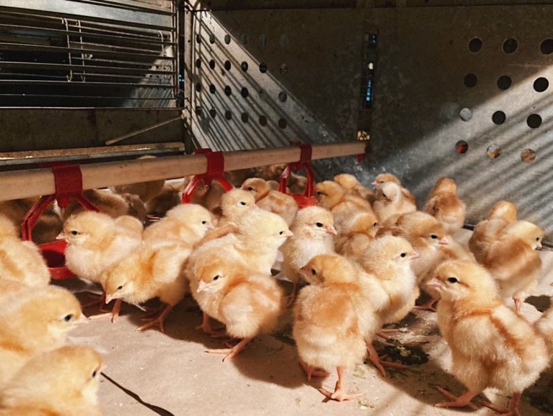 «Тулома» начнет производить куриные яйца для северян