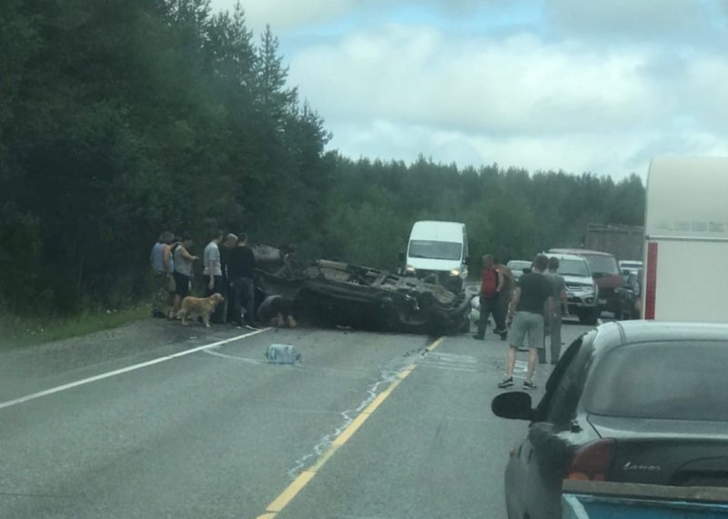 Разбились водитель и собака в аварии в Кандалакшском районе