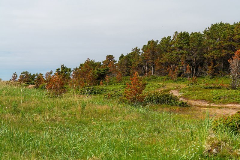 Порыжели сосны в Терском районе
