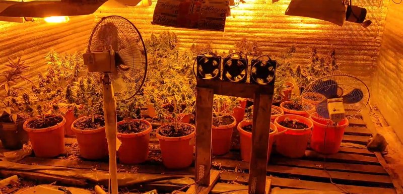 Наркотическую ферму оборудовал северянин в гараже в Коле