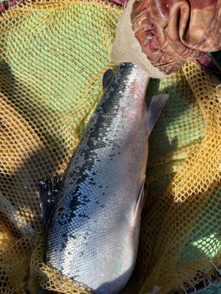 Проверили семгу в реке Кола