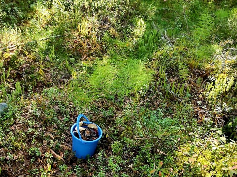 Следком проводит проверку по факту обнаружения в лесу тела пенсионерки в Туломе