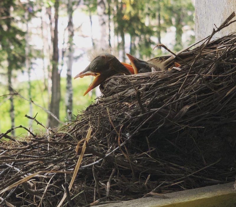 Дрозды гнездятся на окне ДК в Ковдоре