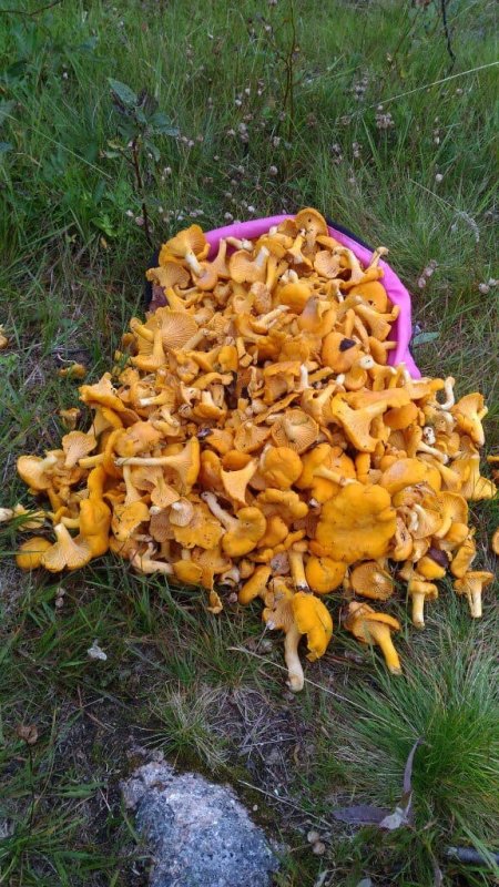 Несколько ведер лисичек нашел под Мурманском грибник