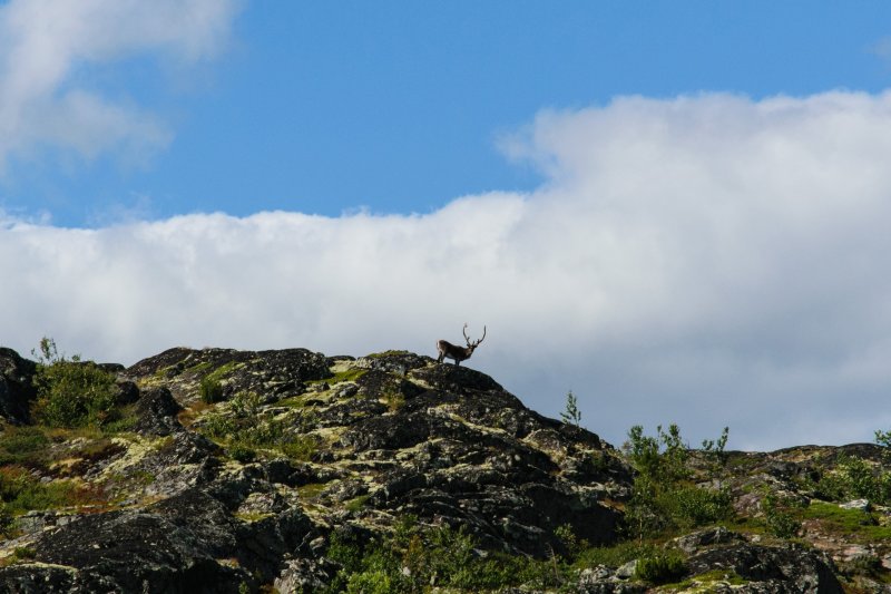 Северный олень восхитил туристов в Лапландском заповеднике