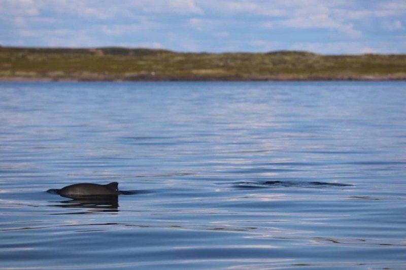 Серых дельфинов заметили в Белом море в Чаваньге