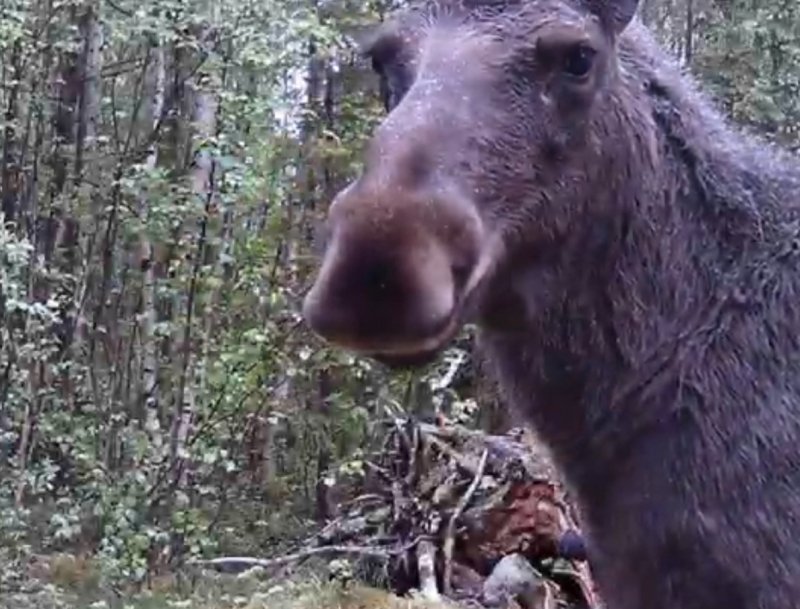 Лесной "великан" попал в фотоловушку в Кандалакшском заповеднике (видео)