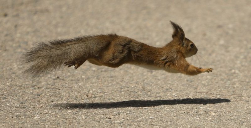 Белка кинулась под колеса машины в Мурманске