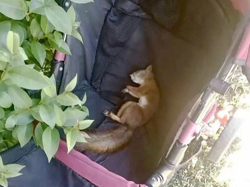 Белка уснула в детской коляске в Никеле