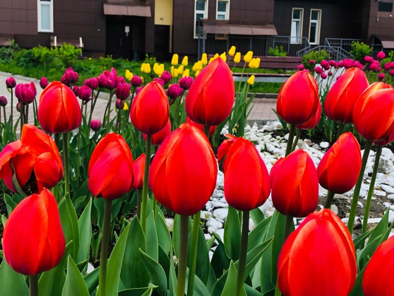 16 тысяч тюльпанов посадят в Кировске
