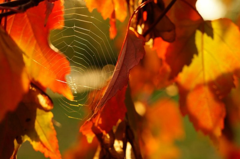 Бабье лето пришло в Мурманскую область