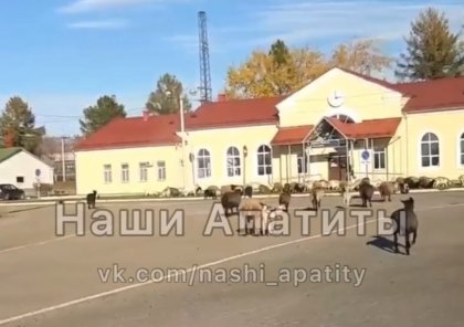 Стадо козлов атаковало вокзал Апатитов