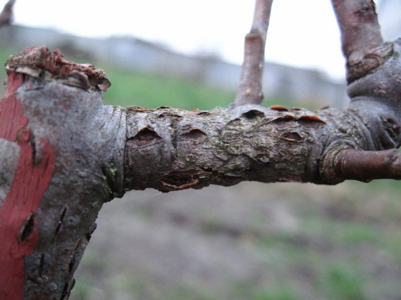 "Больные" деревья уберут в Мурманске
