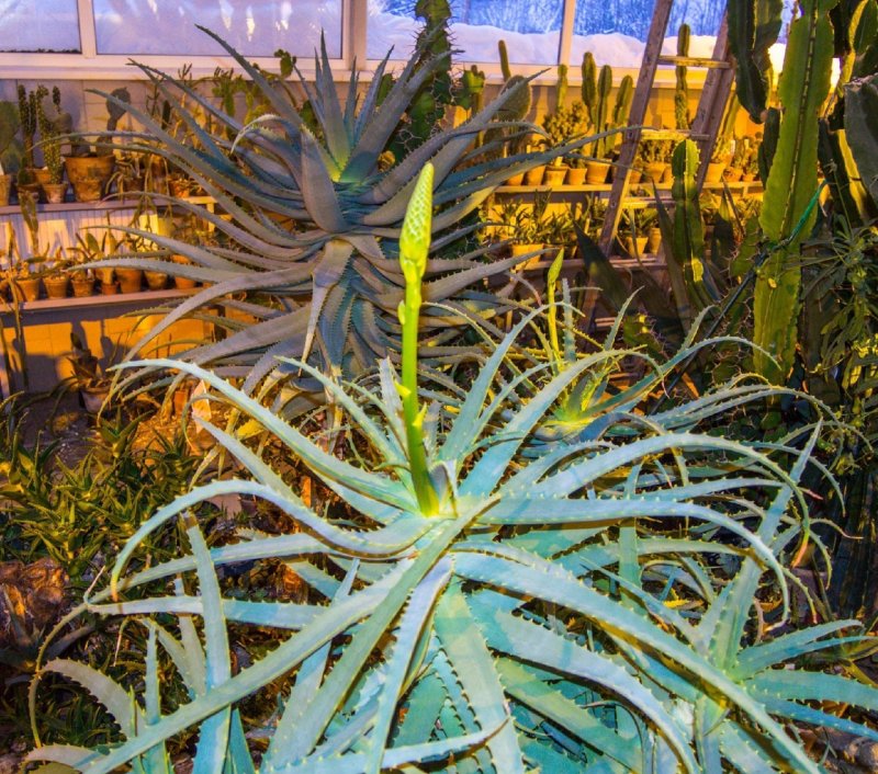 Алоэ зацвело посреди зимы в Кировске