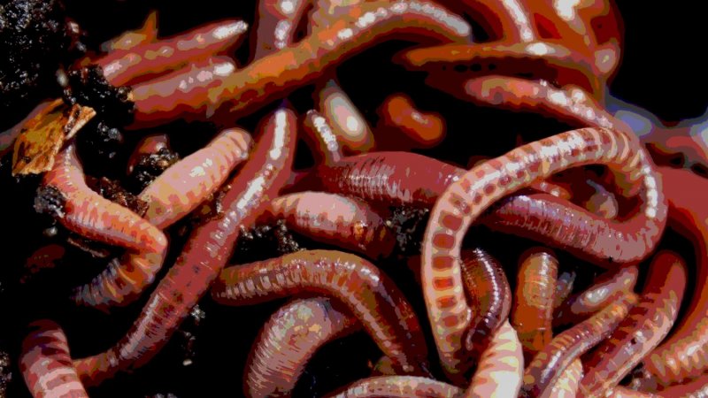 Червивый подвал напугал жителей Североморска