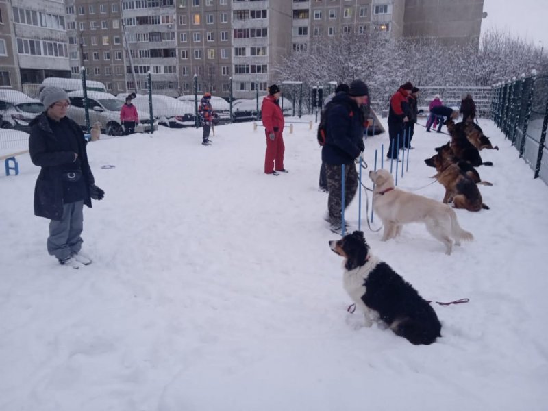 Еще две кинологические площадки открыли в Мурманске