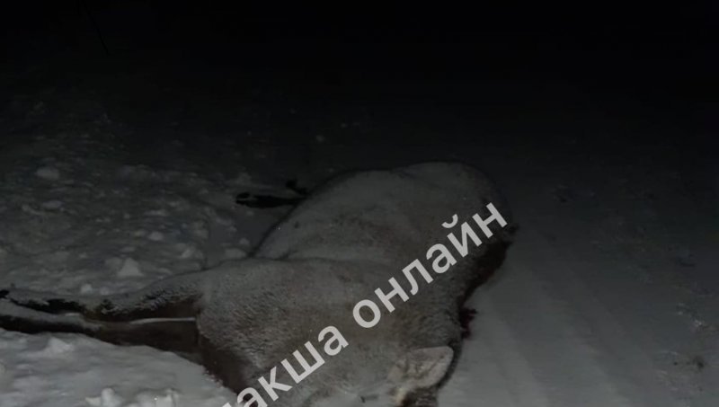 Лось бросился под колеса микроавтобуса в Кандалакшском районе