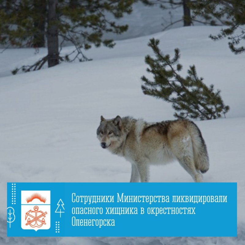 Ликвидировали волка возле Оленегорска