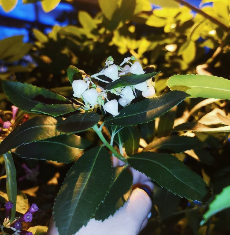 Земляничное дерево зацвело в Полярно-альпийском ботаническом саду Кировска